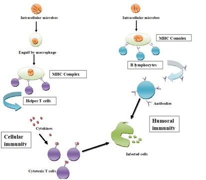 How immunity is developed? - Optimize IAS