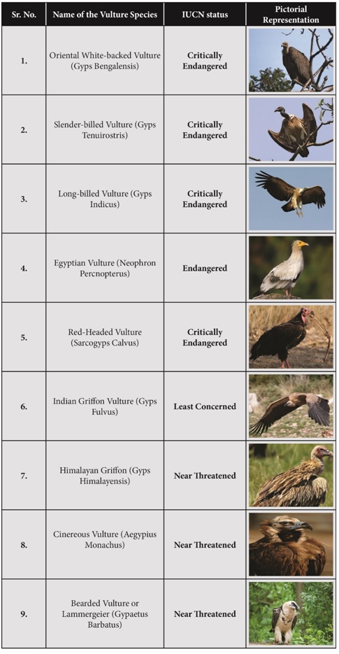 Action Plan For Vulture Conservation For 2020-2025 - Optimize IAS