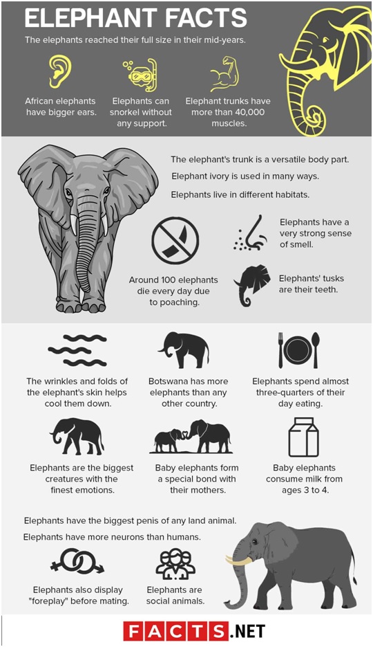 Elephant Conservation - Optimize IAS