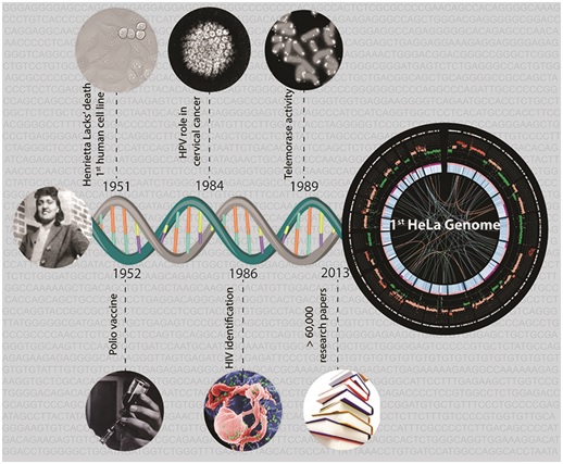 HeLa cells - Optimize IAS