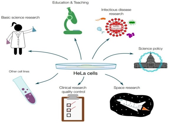 HeLa Cells - Optimize IAS