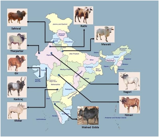 Indian Cow Breeds For Milk