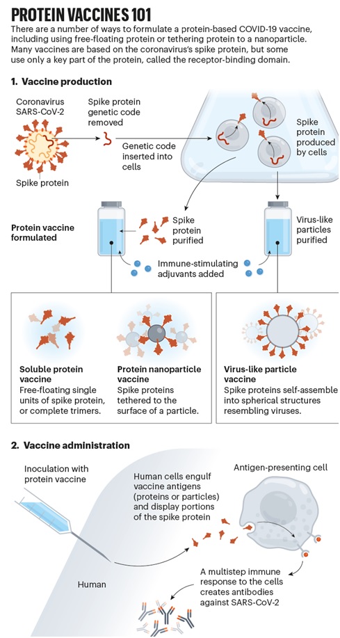 Protein-based Vaccines - Optimize IAS