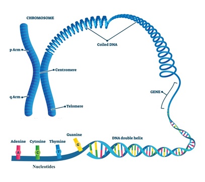 First complete human genome - Optimize IAS