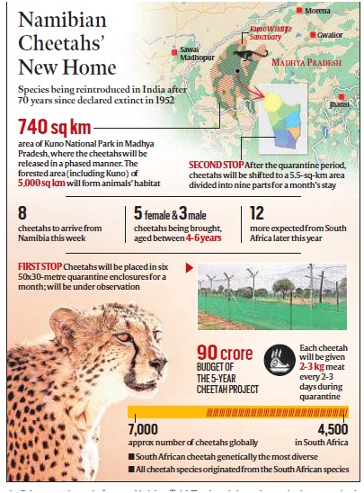 Cheetah Reintroduction In India Optimize Ias 8744