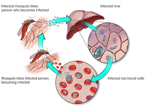 Malaria - Optimize IAS