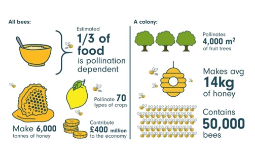 World’s First Vaccine For Honeybees Gets Conditional Nod In Us 