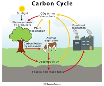 African dryland trees store less carbon than believed earlier ...