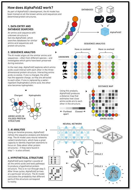 Breakthrough in Protein Design and Structure Prediction Wins 2024 Nobel Prize in Chemistry